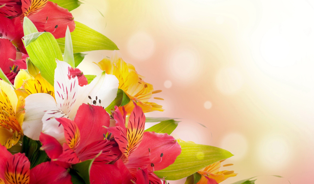 Flowers for the holiday of March 8 wallpaper 1024x600