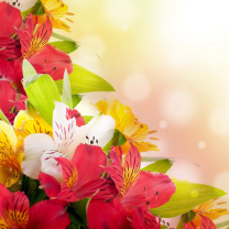 Das Flowers for the holiday of March 8 Wallpaper 208x208