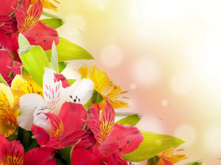 Flowers for the holiday of March 8 wallpaper 320x240
