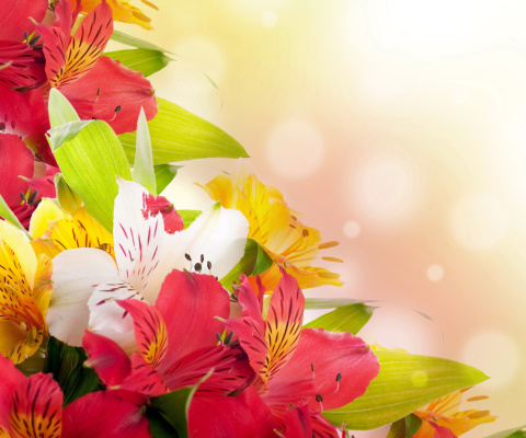 Обои Flowers for the holiday of March 8 480x400