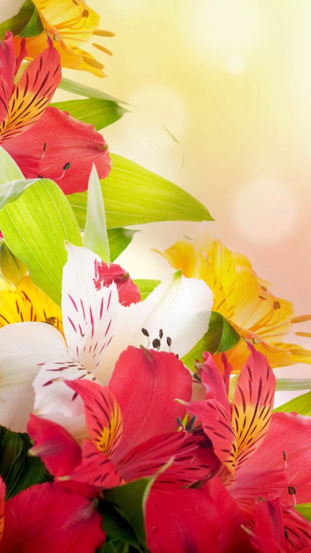 Flowers for the holiday of March 8 wallpaper 640x1136