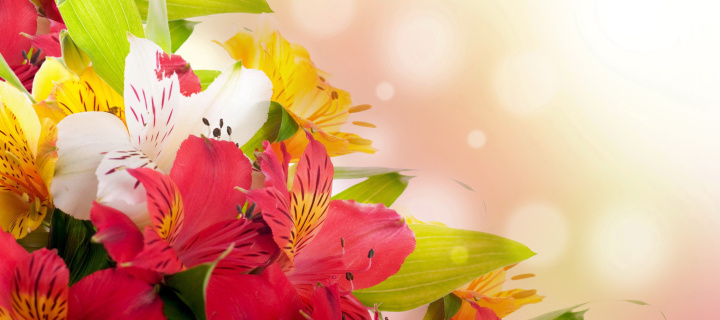 Обои Flowers for the holiday of March 8 720x320