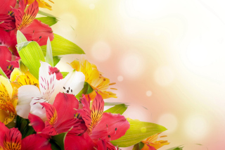 Flowers for the holiday of March 8 - Obrázkek zdarma pro Fullscreen 1152x864