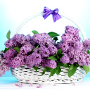 Das Baskets with lilac flowers Wallpaper 128x128