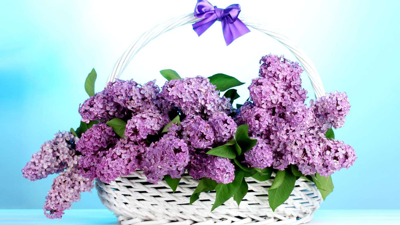 Fondo de pantalla Baskets with lilac flowers 1366x768