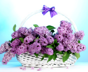 Baskets with lilac flowers wallpaper 176x144