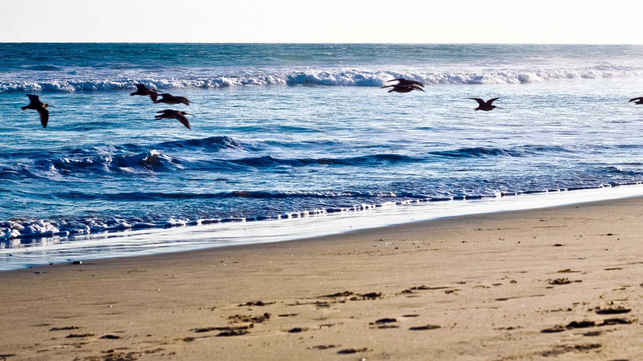 Sfondi Seagulls On Blue Pacific 1280x720