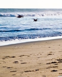 Sfondi Seagulls On Blue Pacific 128x160