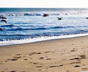 Fondo de pantalla Seagulls On Blue Pacific 176x144