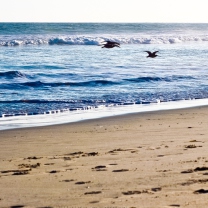 Seagulls On Blue Pacific screenshot #1 208x208