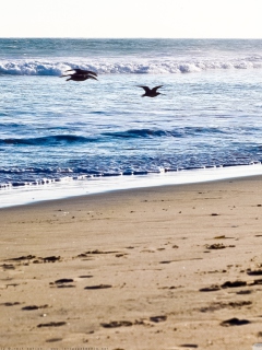 Das Seagulls On Blue Pacific Wallpaper 240x320