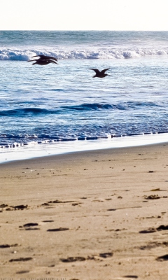 Обои Seagulls On Blue Pacific 240x400