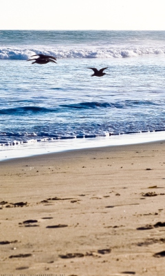 Das Seagulls On Blue Pacific Wallpaper 240x400