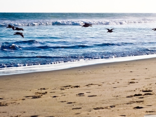 Sfondi Seagulls On Blue Pacific 320x240