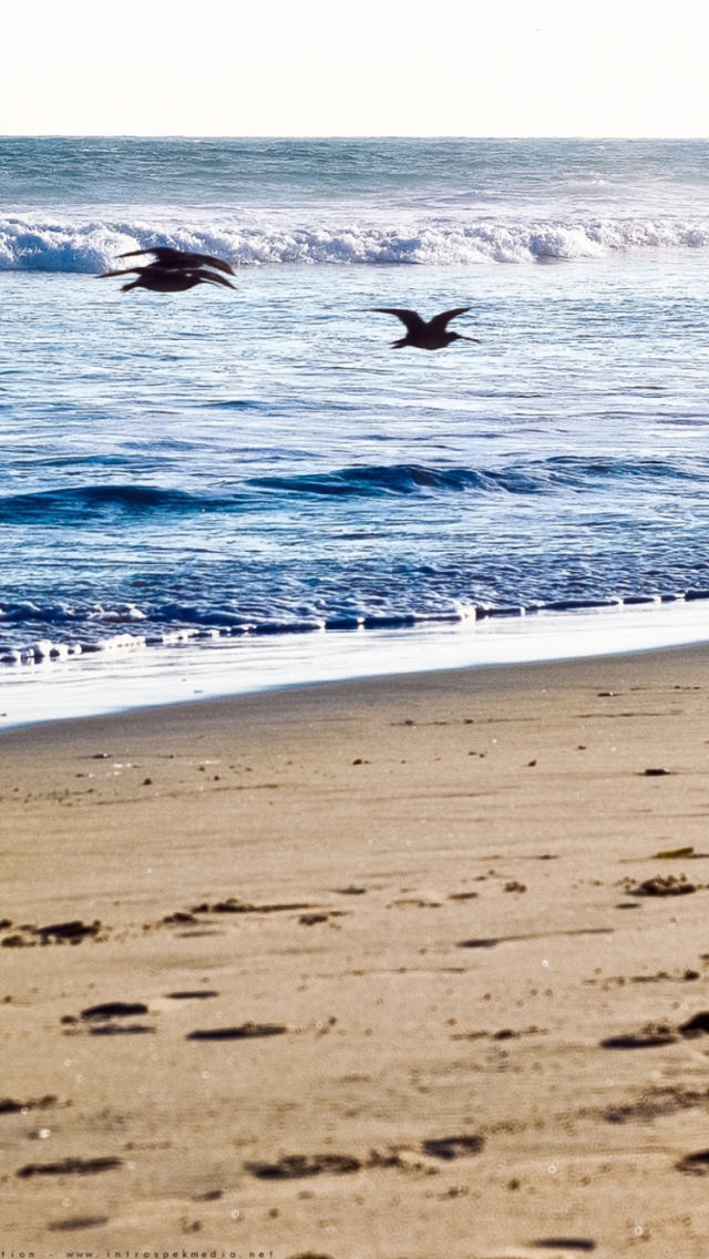 Обои Seagulls On Blue Pacific 640x1136