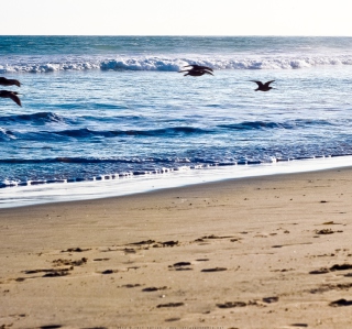 Обои Seagulls On Blue Pacific на телефон Samsung Breeze B209