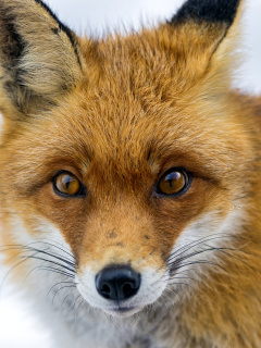 Das Fox Look Wallpaper 240x320