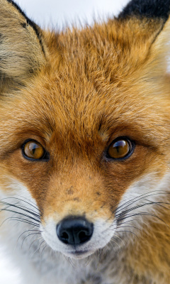 Fox Look screenshot #1 240x400