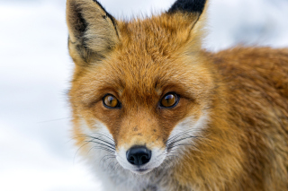 Free Fox Look Picture for Android, iPhone and iPad