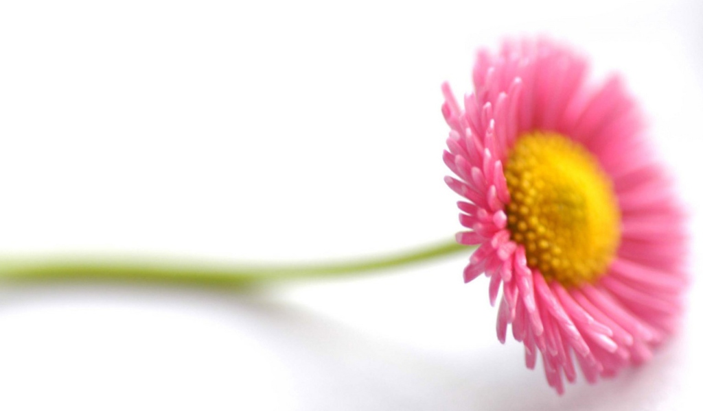 Beautiful Pink Flower screenshot #1 1024x600