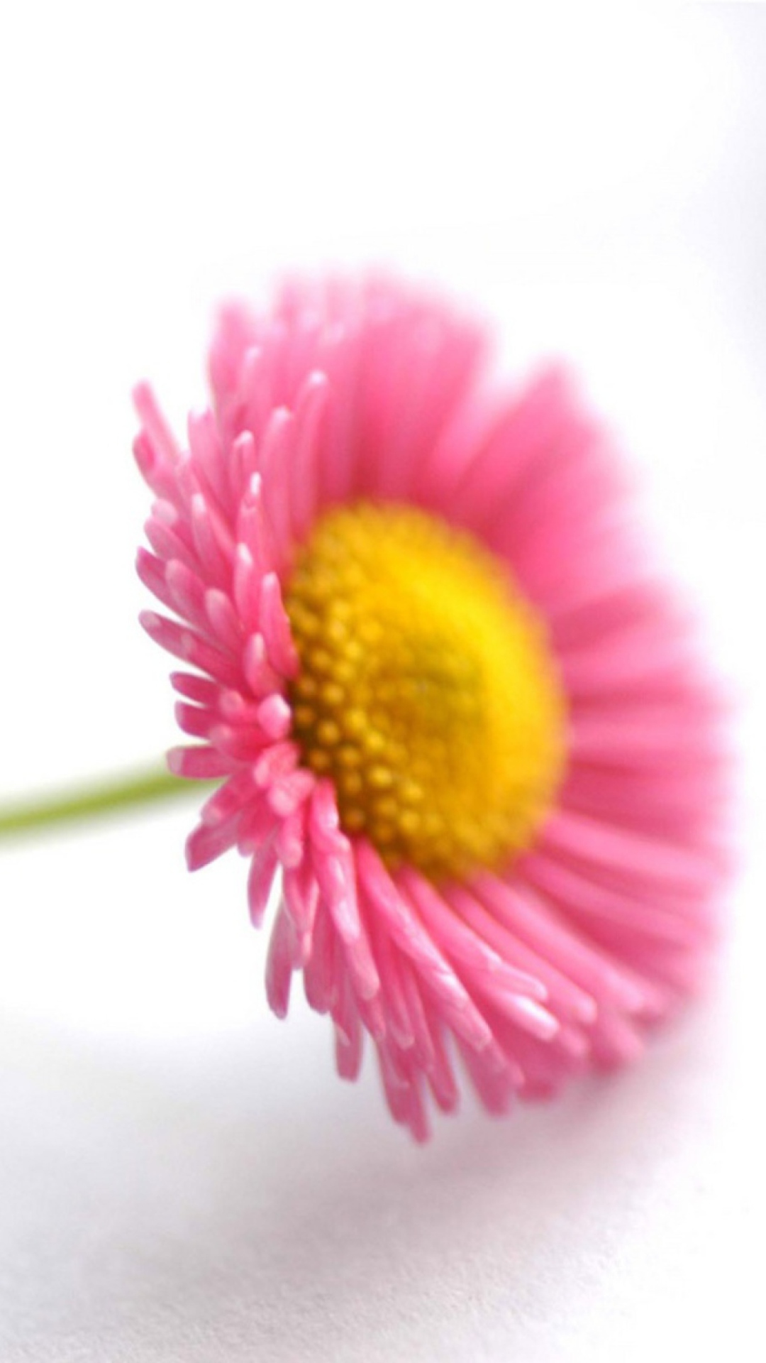 Обои Beautiful Pink Flower 1080x1920