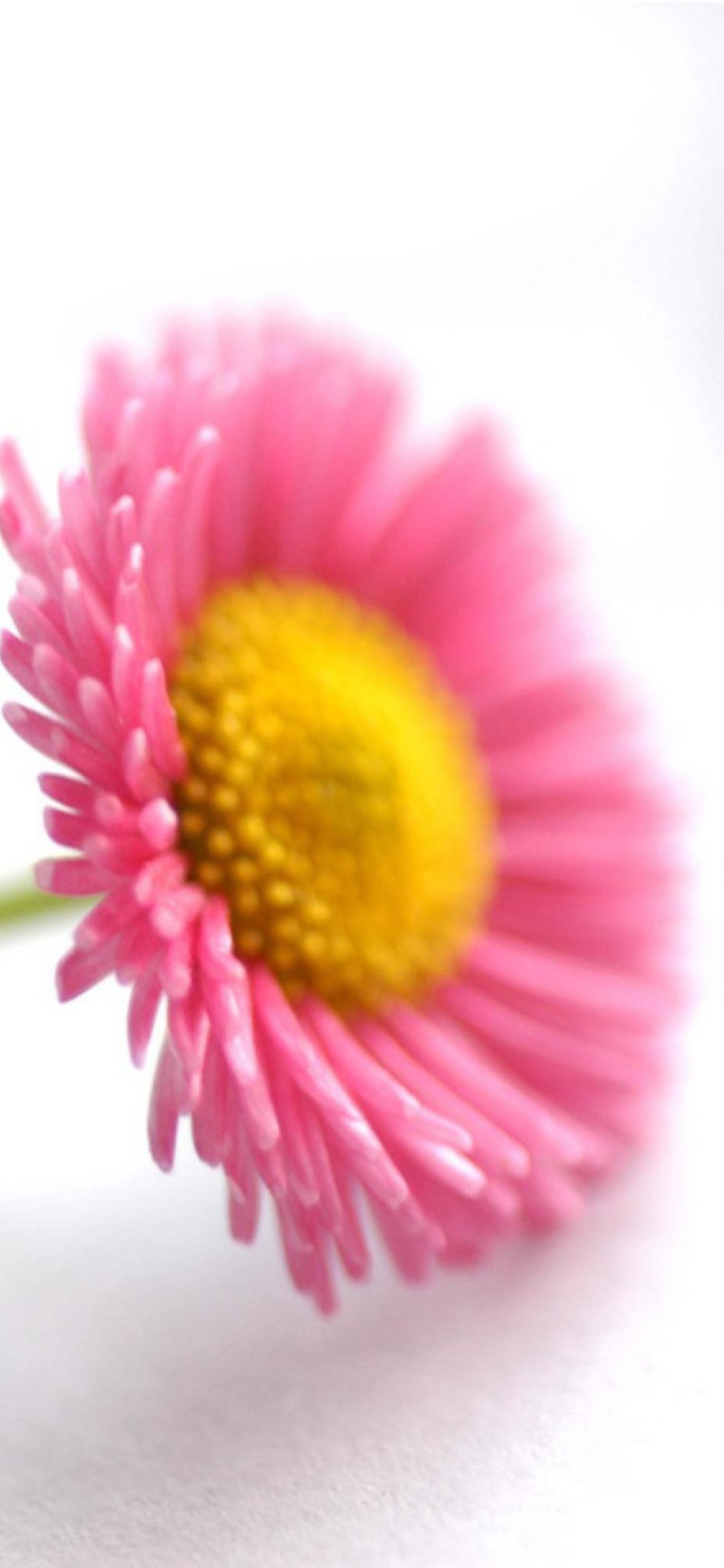 Sfondi Beautiful Pink Flower 1170x2532