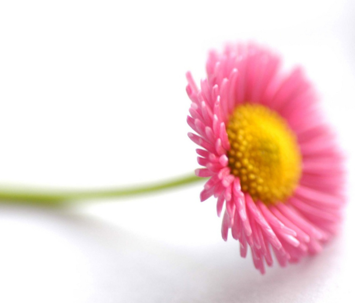 Sfondi Beautiful Pink Flower 1200x1024