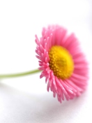Sfondi Beautiful Pink Flower 132x176
