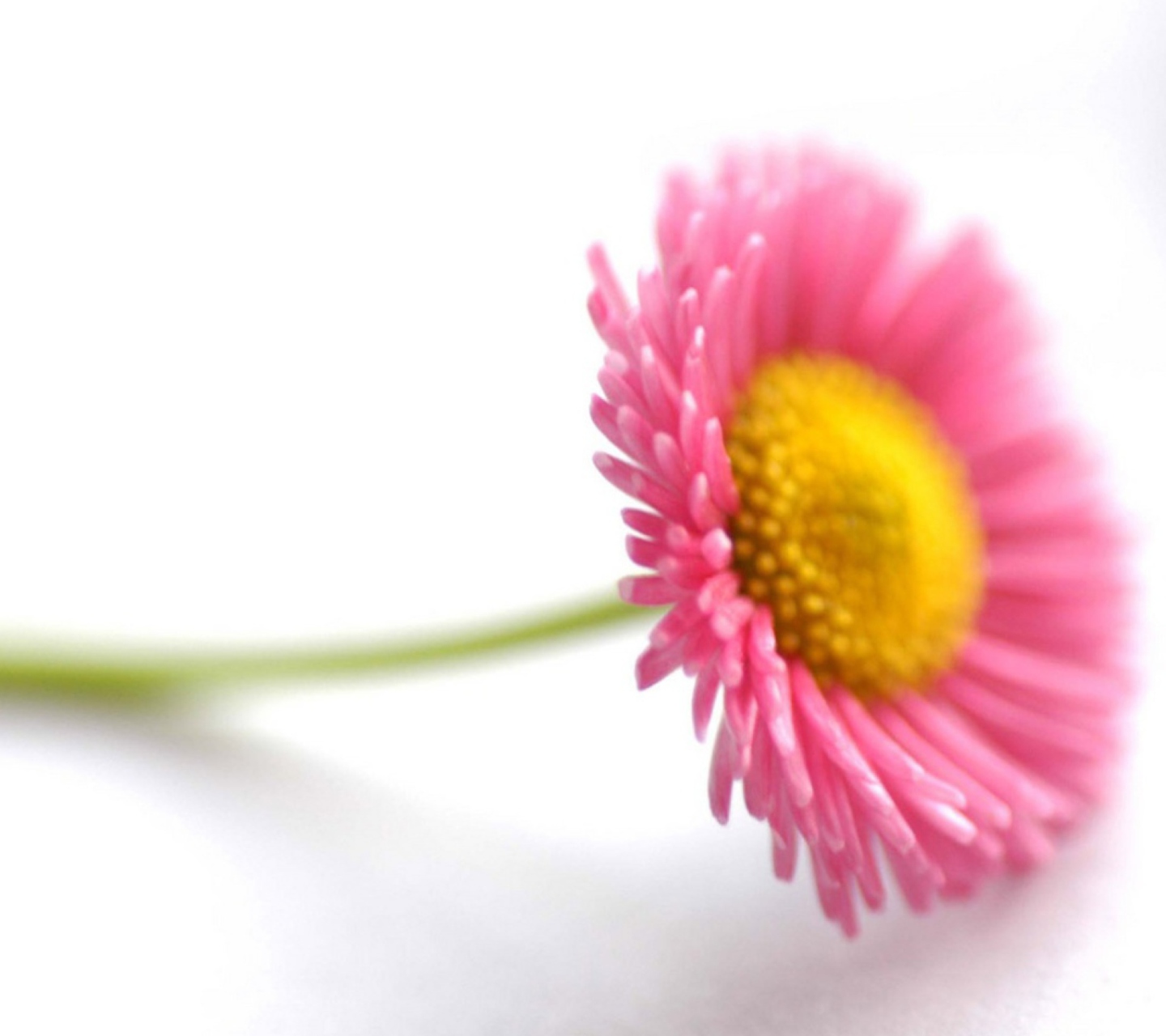 Обои Beautiful Pink Flower 1440x1280