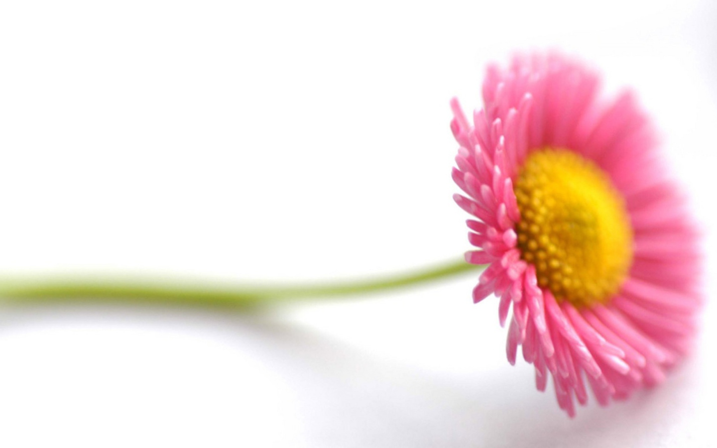 Screenshot №1 pro téma Beautiful Pink Flower 1440x900