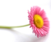 Screenshot №1 pro téma Beautiful Pink Flower 176x144