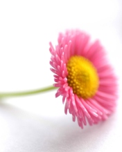 Fondo de pantalla Beautiful Pink Flower 176x220