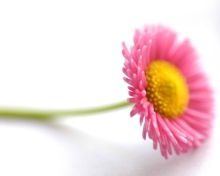Обои Beautiful Pink Flower 220x176