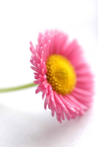 Обои Beautiful Pink Flower 320x480