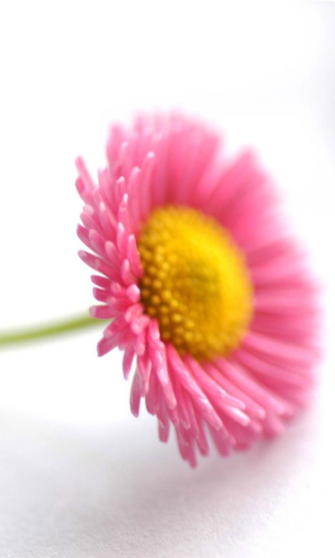 Обои Beautiful Pink Flower 480x800