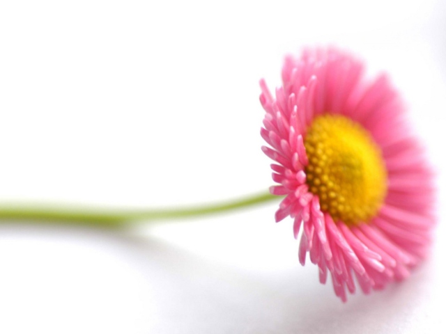 Обои Beautiful Pink Flower 640x480