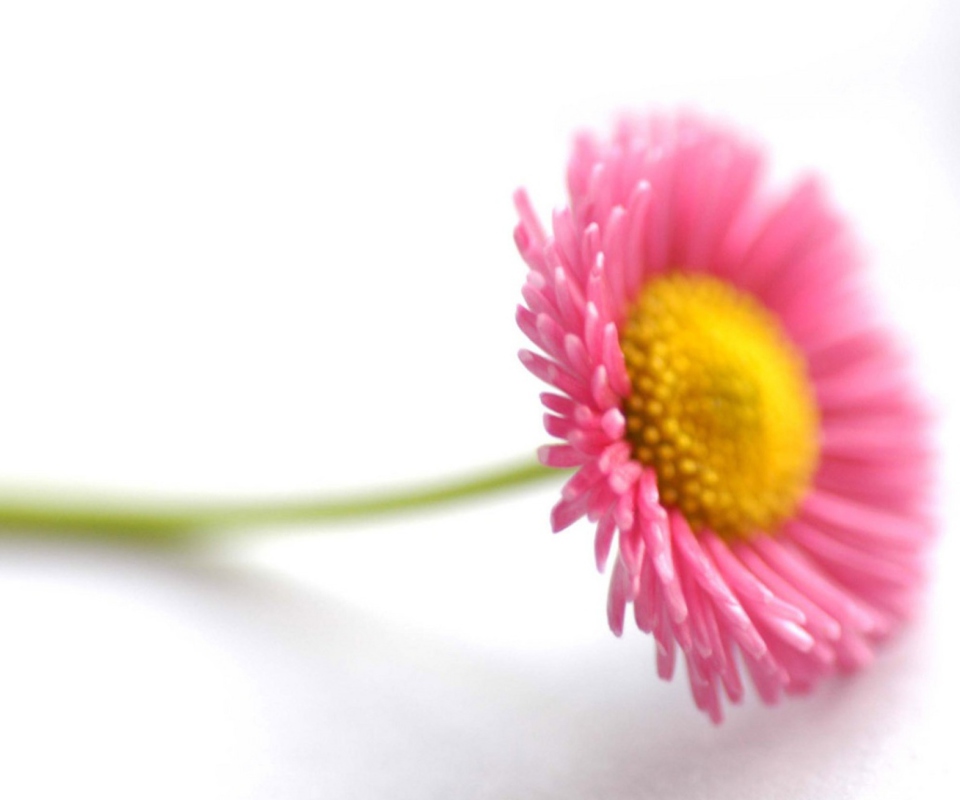 Das Beautiful Pink Flower Wallpaper 960x800