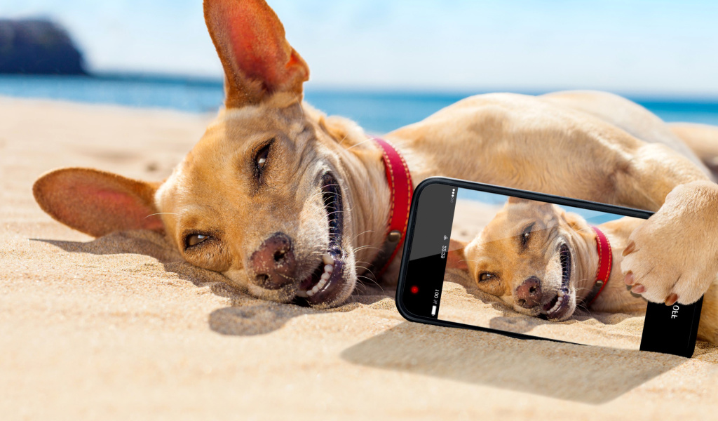 Dog beach selfie on iPhone 7 wallpaper 1024x600