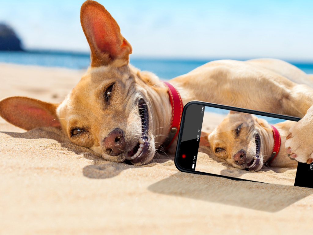 Das Dog beach selfie on iPhone 7 Wallpaper 1024x768