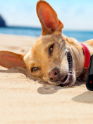 Обои Dog beach selfie on iPhone 7 132x176