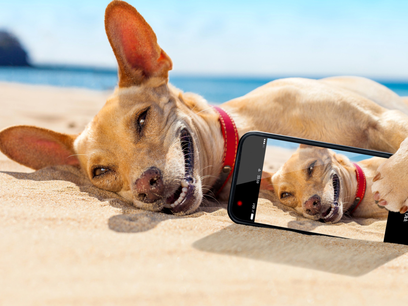 Dog beach selfie on iPhone 7 wallpaper 1400x1050