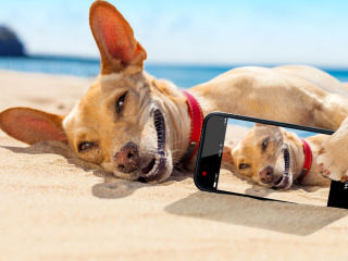 Fondo de pantalla Dog beach selfie on iPhone 7 320x240