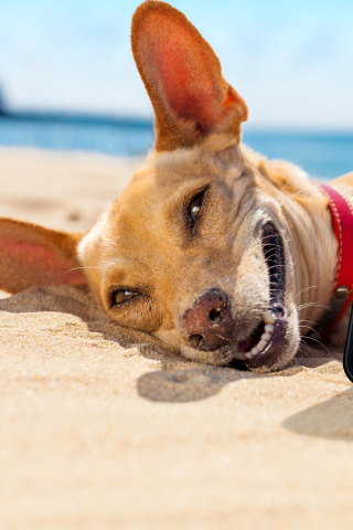 Fondo de pantalla Dog beach selfie on iPhone 7 320x480