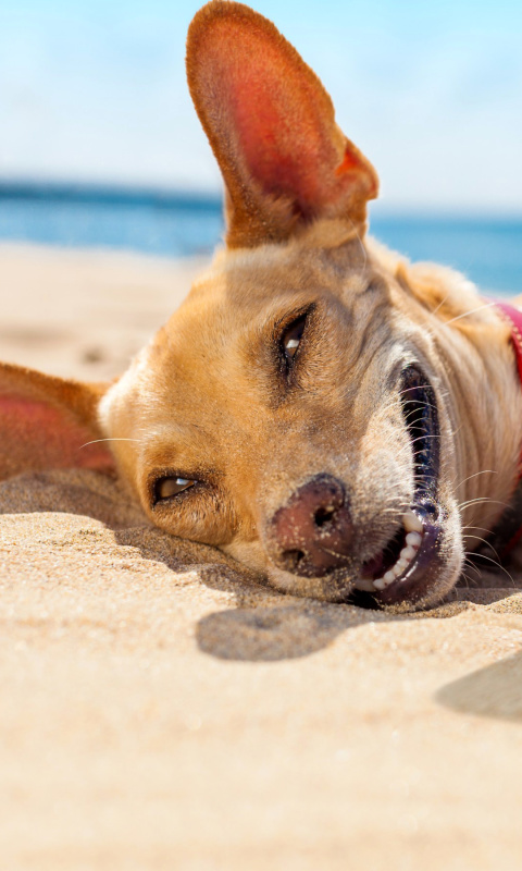 Обои Dog beach selfie on iPhone 7 480x800