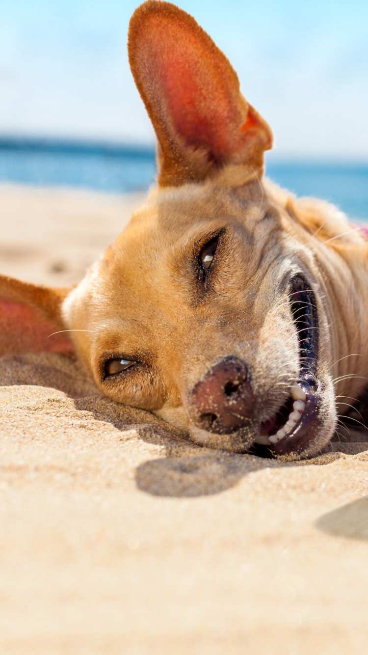 Dog beach selfie on iPhone 7 wallpaper 750x1334