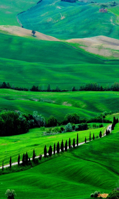 Das Green Countryside Wallpaper 480x800