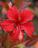 Sfondi Red Flower 128x160