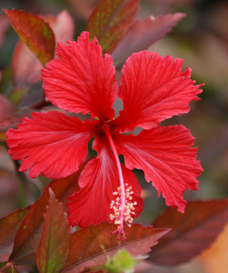 Red Flower sfondi gratuiti per Nokia Lumia 925