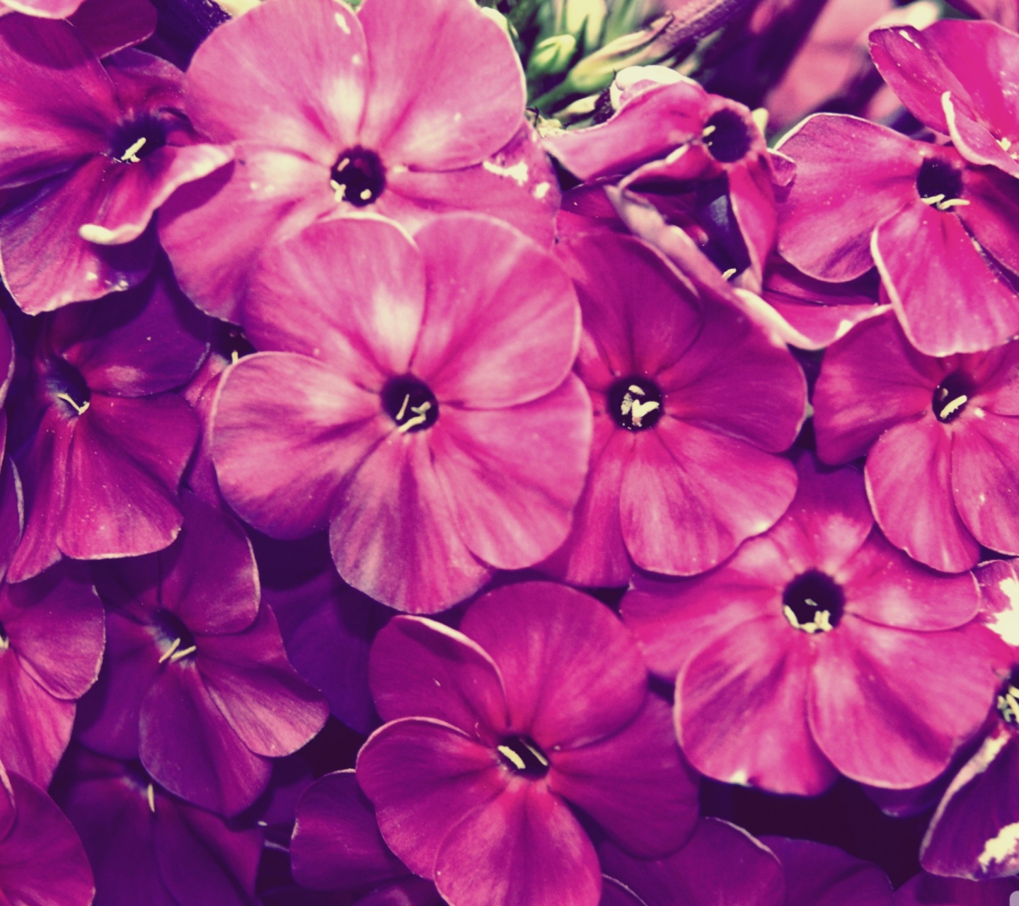 Flowers wallpaper 1440x1280