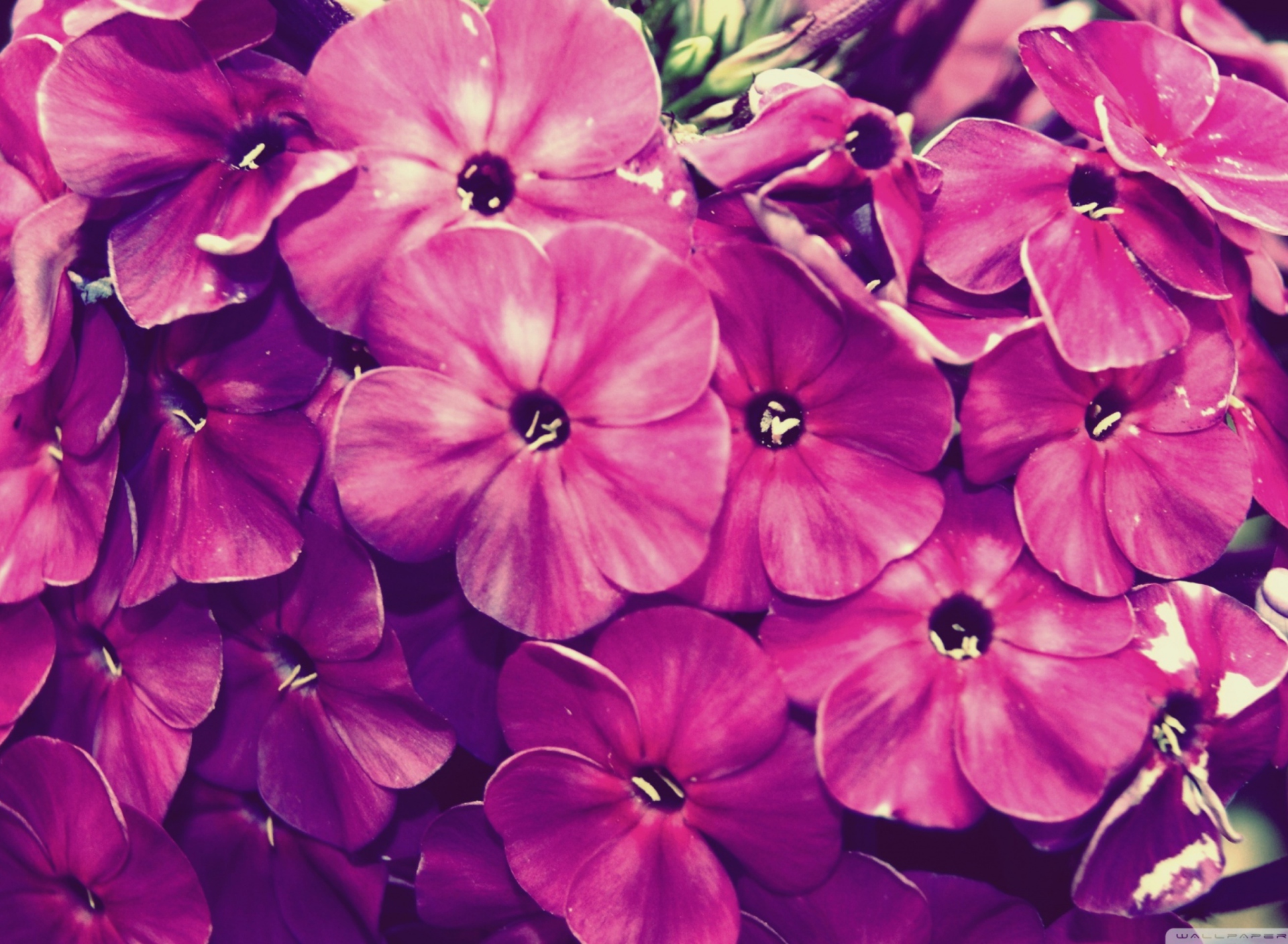 Flowers wallpaper 1920x1408